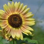 Late summer sunflowers